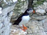 Puffin