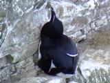 Razorbill