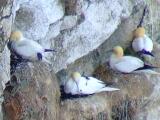 Gannets