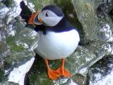 Puffin