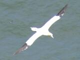 Gannet
