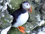 Puffin