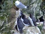 Guillemots