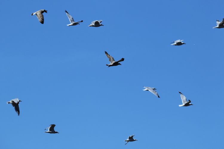 Blue skies and seagulls at Scarborough